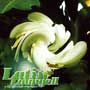 abstract Latin Lounge2